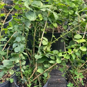 Grand Duke Jasmine Live Plant – Fragrant White Flowers – 2-Year Bush - Image 4