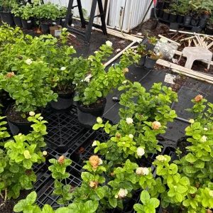 Grand Duke Jasmine Live Plant – Fragrant White Flowers – 2-Year Bush - Image 5