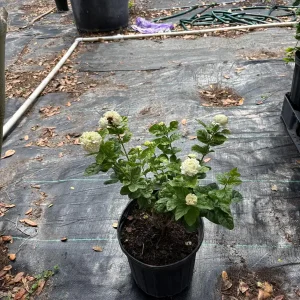 Grand Duke Jasmine Live Plant – Fragrant White Flowers – 2-Year Bush - Image 6