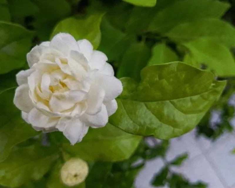 Grand Duke Jasmine Live Plant – Half Gallon Pot – Fragrant Double-Petaled Shrub - Image 1