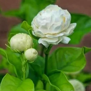 Grand Duke Jasmine Live Plant – Half Gallon Pot – Fragrant Double-Petaled Shrub - Image 2