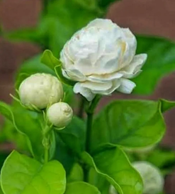 Grand Duke Jasmine Live Plant – Half Gallon Pot – Fragrant Double-Petaled Shrub - Image 2