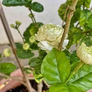 Grand Duke Jasmine Live Plant – Half Gallon Pot – Fragrant Double-Petaled Shrub - Image 3