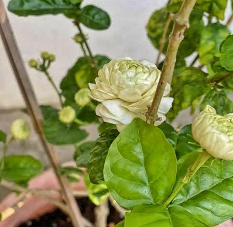 Grand Duke Jasmine Live Plant – Half Gallon Pot – Fragrant Double-Petaled Shrub - Image 3