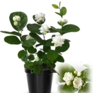 Grand Duke Jasmine Live Plant – Half Gallon Pot – Fragrant Double-Petaled Shrub - Image 4