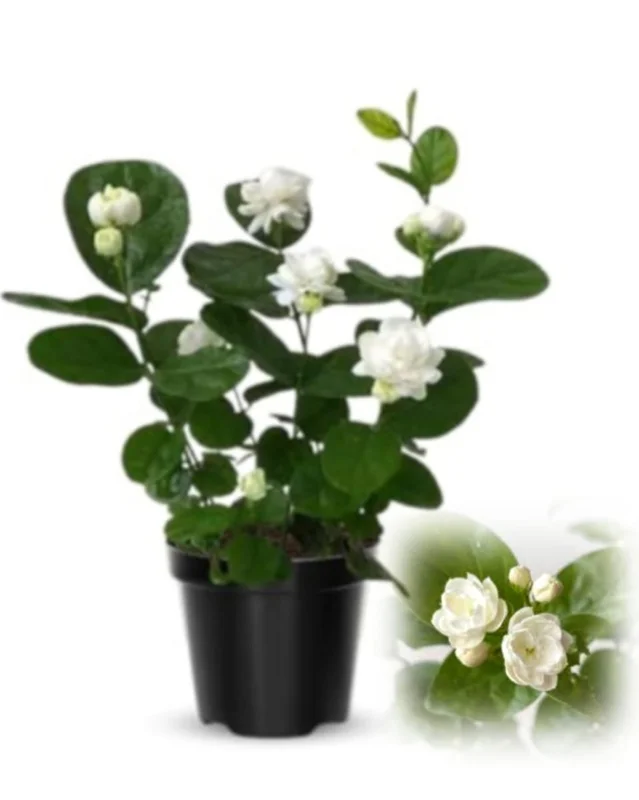 Grand Duke Jasmine Live Plant – Half Gallon Pot – Fragrant Double-Petaled Shrub - Image 4