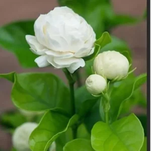 Grand Duke of Tuscany Arabian Jasmine Live Plants – 2 Pack, 2-3 Inch Tall, Fragrant White Flowers, Indoor/Outdoor - Image 7