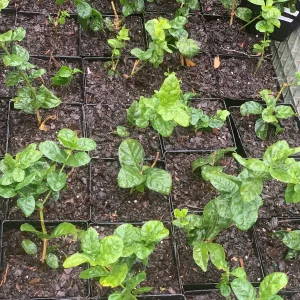 Grand Duke of Tuscany Jasmine Live Plant – Arabian Sambac White Bloom - Image 3