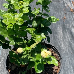 Grand Duke of Tuscany Jasmine Live Plant - Arabian Sambac, Fragrant White Blooms - Image 4