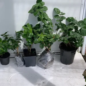 Grand Duke of Tuscany Jasmine Live Plant – Arabian Sambac White Bloom - Image 5