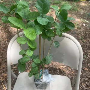 Grand Duke of Tuscany Jasmine Live Plant – Arabian Sambac White Bloom - Image 6