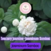 Grand Duke of Tuscany Jasmine Live Starter Plant - Fragrant White Double Blooms, Jasminum sambac - Image 1