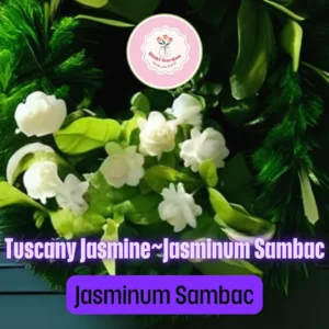 Grand Duke of Tuscany Jasmine Live Starter Plant - Fragrant White Double Blooms, Jasminum sambac - Image 2