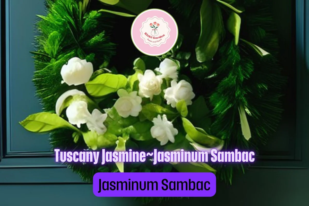 Grand Duke of Tuscany Jasmine Live Starter Plant - Fragrant White Double Blooms, Jasminum sambac - Image 2