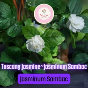 Grand Duke of Tuscany Jasmine Live Starter Plant - Fragrant White Double Blooms, Jasminum sambac - Image 3