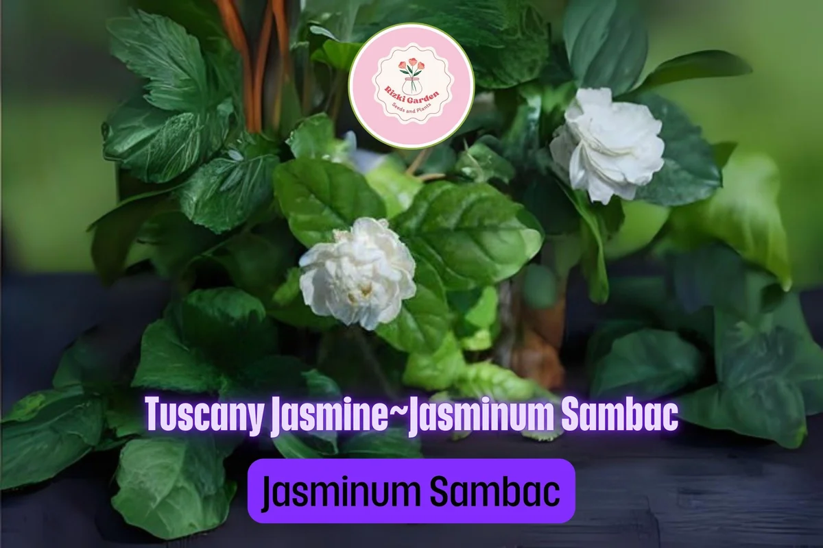 Grand Duke of Tuscany Jasmine Live Starter Plant - Fragrant White Double Blooms, Jasminum sambac - Image 3