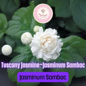 Grand Duke of Tuscany Jasmine Live Starter Plant - Fragrant White Double Blooms, Jasminum sambac - Image 1