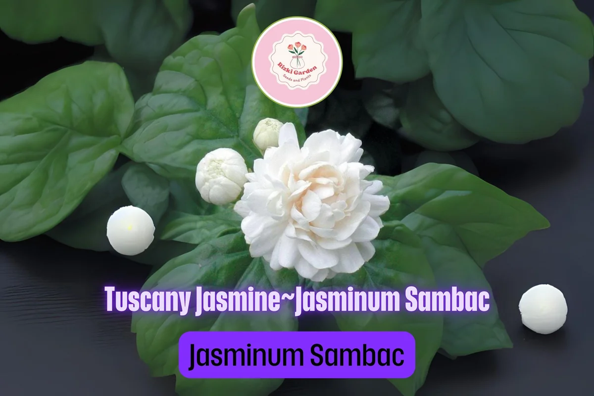 Grand Duke of Tuscany Jasmine Live Starter Plant - Fragrant White Double Blooms, Jasminum sambac - Image 1