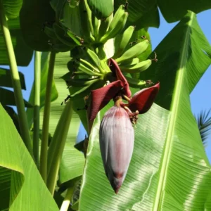 Grand Nain Banana Live Plant - Tropical Fruit Tree Starter - 4-10