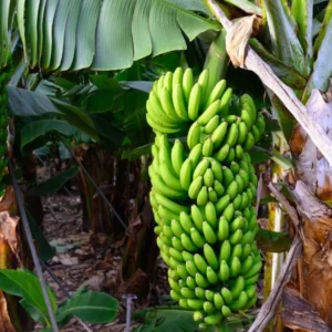 Grand Nain Banana Live Plant - Tropical Fruit Tree Starter - 4-10" Tall - Musa 'Grand Nain' - Image 1