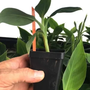 Grand Nain Banana Live Plant - Tropical Fruit Tree Starter - 4-10