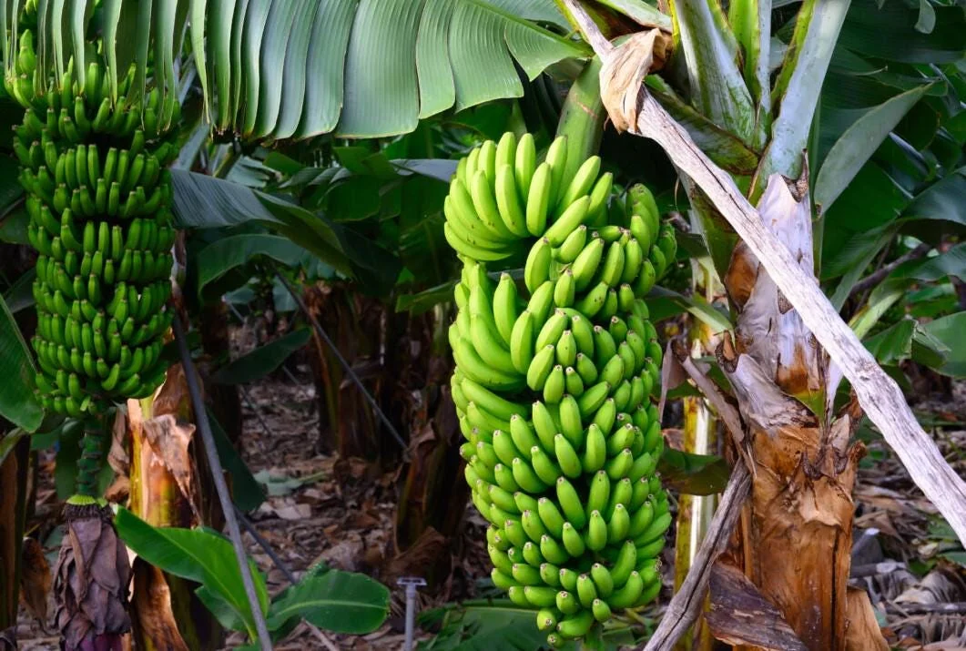 Grand Nain Banana Tree Live Plant - 4-10" Tall Starter Plant, Tropical Fruit - Image 2