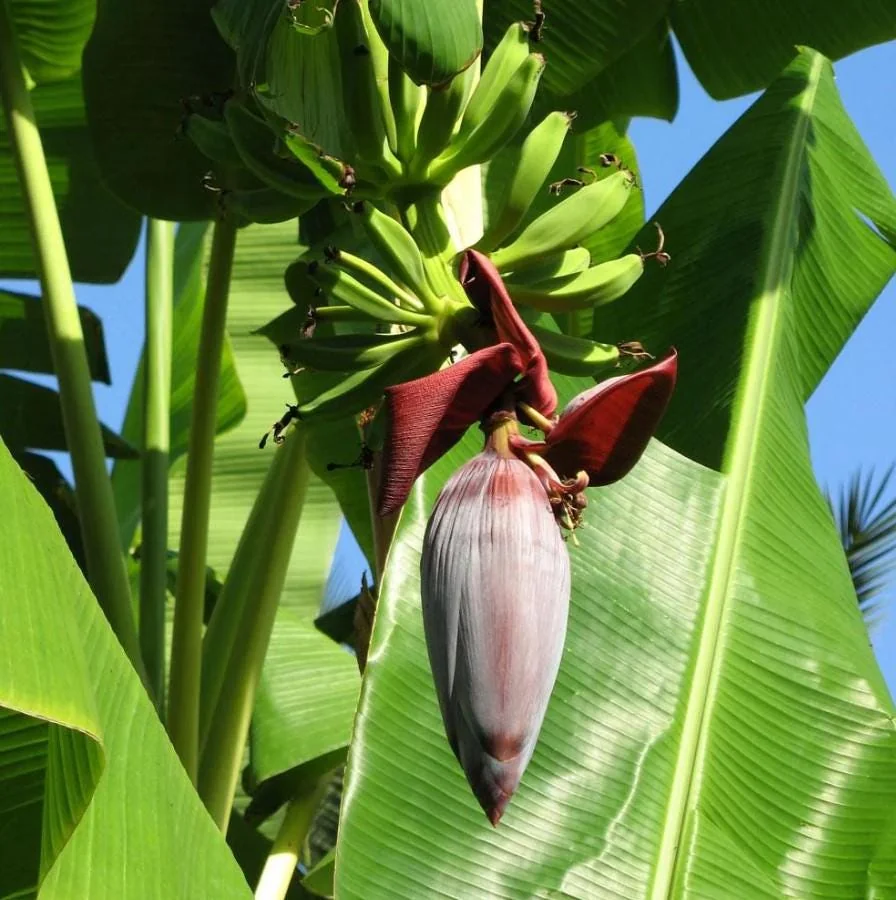 Grand Nain Banana Tree Live Plant - 4-10" Tall Starter Plant, Tropical Fruit - Image 3