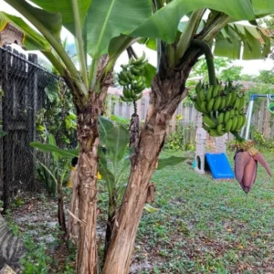 Grand Nain Banana Tree Live Plant - 4-10