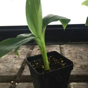 Grand Nain Banana Tree Live Plant - 4-10