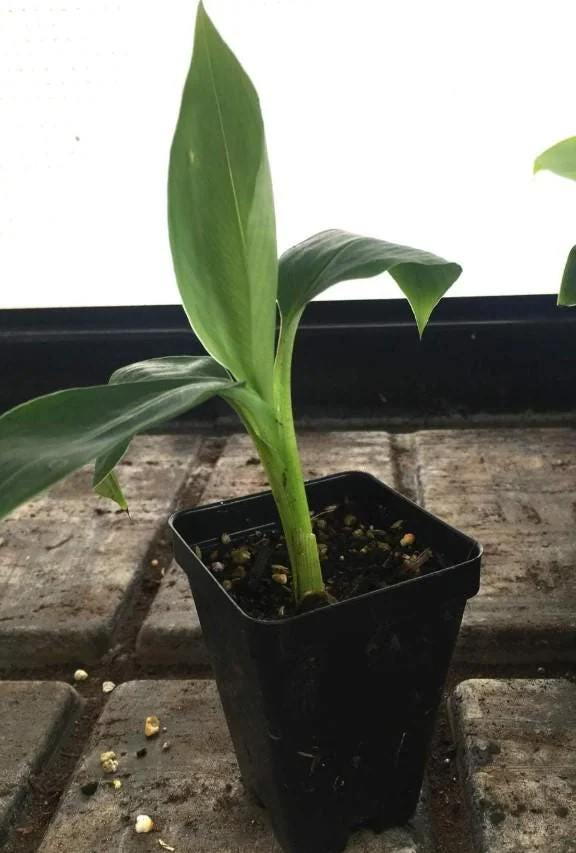 Grand Nain Banana Tree Live Plant - 4-10" Tall Starter Plant, Tropical Fruit - Image 5
