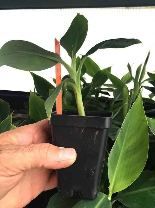 Grand Nain Banana Tree Live Plant - 4-10" Tall Starter Plant, Tropical Fruit - Image 6