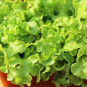 Grand Rapids Lettuce Seeds - Heirloom, Non-GMO Leaf Lettuce Seeds - Image 2
