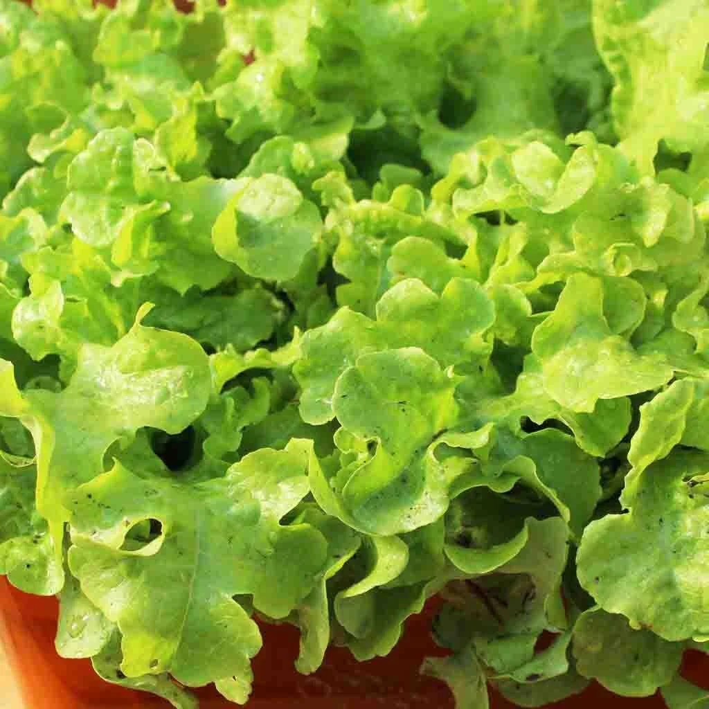Grand Rapids Lettuce Seeds - Heirloom, Non-GMO Leaf Lettuce Seeds - Image 2