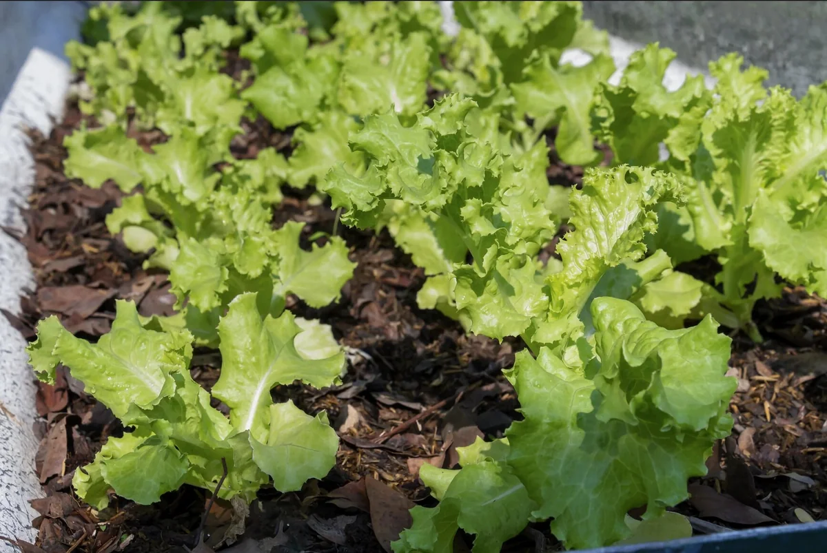 Grand Rapids Lettuce Seeds - Heirloom, Non-GMO Leaf Lettuce Seeds - Image 3