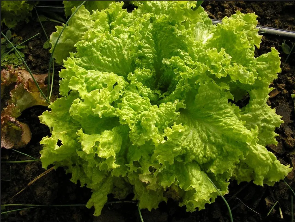Grand Rapids Lettuce Seeds - Heirloom, Non-GMO Leaf Lettuce Seeds - Image 1