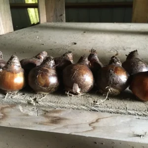 Grand Soleil D'or Narcissus Bulbs – Indoor Forcing – 16-20 Inches Tall – Musk Scented - Image 2