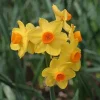 Grand Soleil d'Or Narcissus Bulbs – Indoor Forcing Bulbs – Musk-Scented Flowers - Image 1