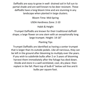 Grand Soleil d'Or Narcissus Bulbs – Indoor Forcing Bulbs – Musk-Scented Flowers - Image 3