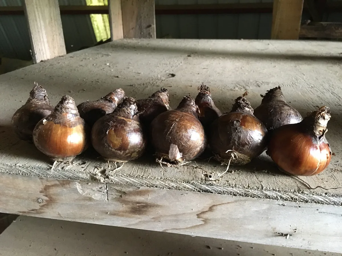 Grand Soleil d'Or Narcissus Bulbs – Indoor Forcing – Musk-Scented Flowers - Image 2