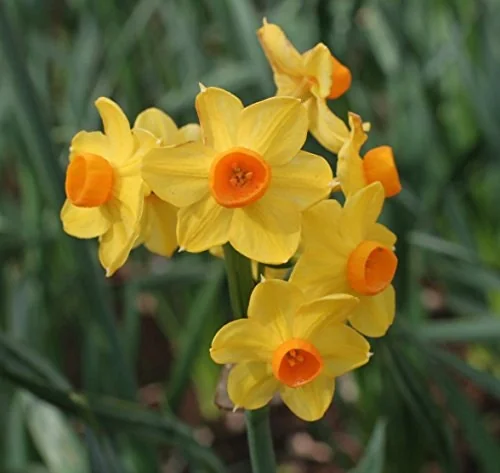 Grand Soleil d'Or Narcissus Bulbs – Indoor Forcing – Musk-Scented Flowers - Image 1