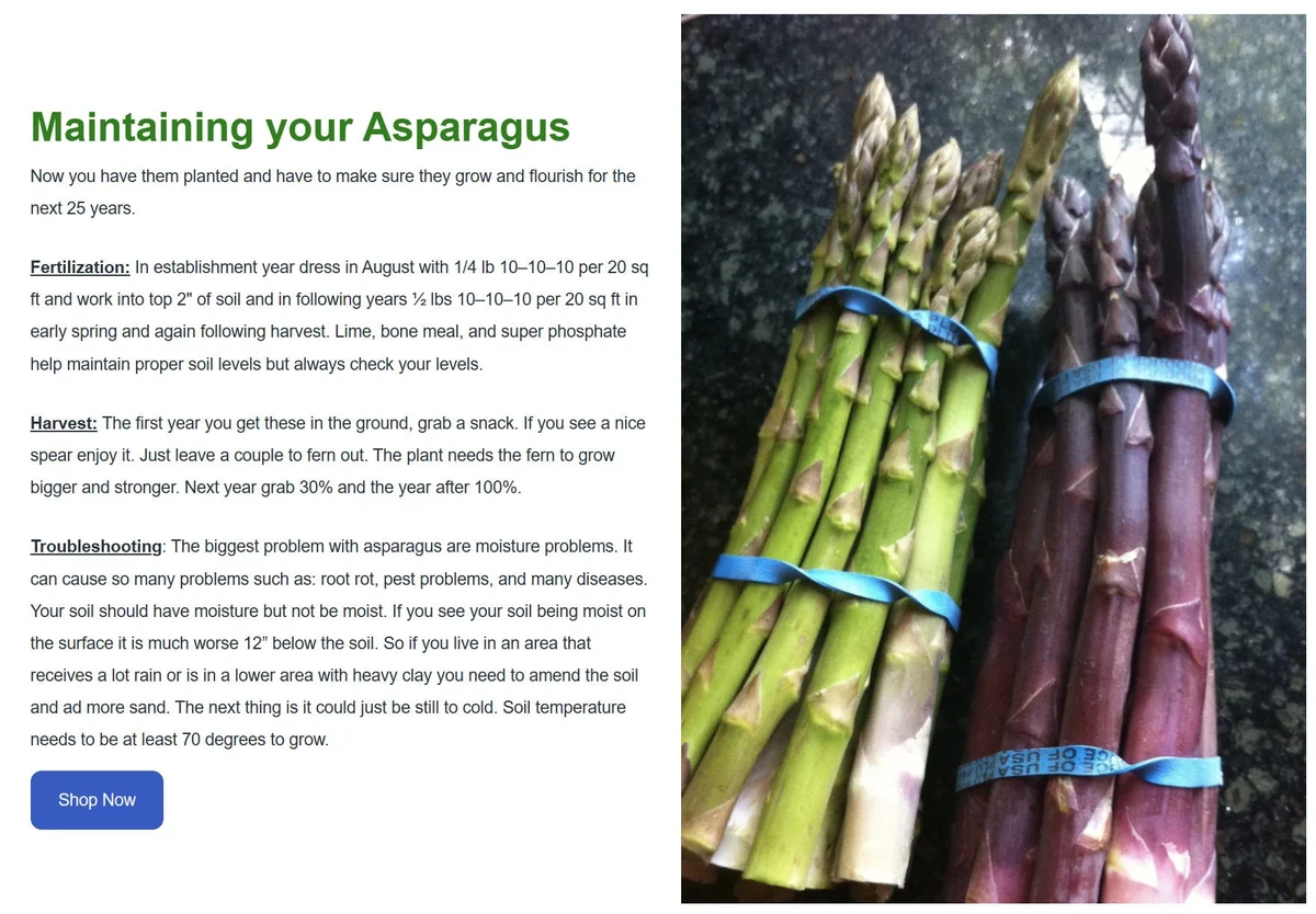 Grande F1 Asparagus Crowns - 25 count 2-Year Bare Root Plants for Outdoor Gardens - Image 5