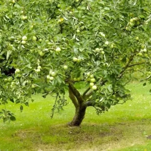 Granny Smith Apple Grafted Fruit Tree - 1 Gallon Pot, 2-3 Feet Tall, Outdoor - Image 2
