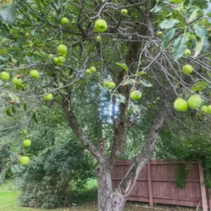 Granny Smith Apple Grafted Fruit Tree - 1 Gallon Pot, 2-3 Feet Tall, Outdoor - Image 3