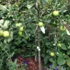 Granny Smith Apple Grafted Live Fruit Tree - 1 Gallon Pot, 2-3 Feet Tall - Image 1