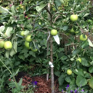 Granny Smith Apple Grafted Live Fruit Tree - 1 Gallon Pot, 2-3 Feet Tall - Image 1