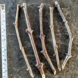 Grape Cuttings Scion Wood - 3 Sticks, Many Varieties, Vitis vinifera, Organic - Image 1