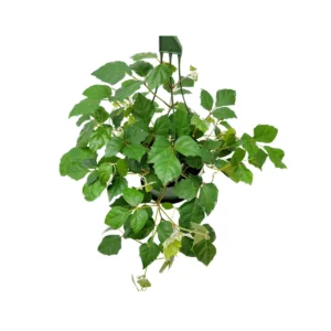 Grape Ivy Live Plant – 6-inch Hanging Basket – Cissus rhombifolia Houseplant - Image 2