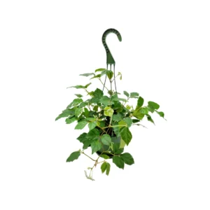 Grape Ivy Live Plant – 6-inch Hanging Basket – Cissus rhombifolia Houseplant - Image 3