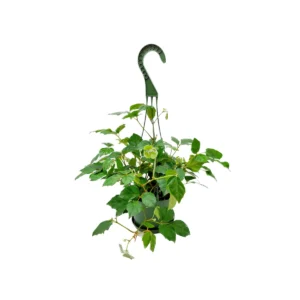 Grape Ivy Live Plant – 6-inch Hanging Basket – Cissus rhombifolia Houseplant - Image 4