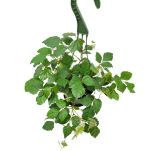 Grape Ivy Live Plant – 6-inch Hanging Basket – Cissus rhombifolia Houseplant - Image 5